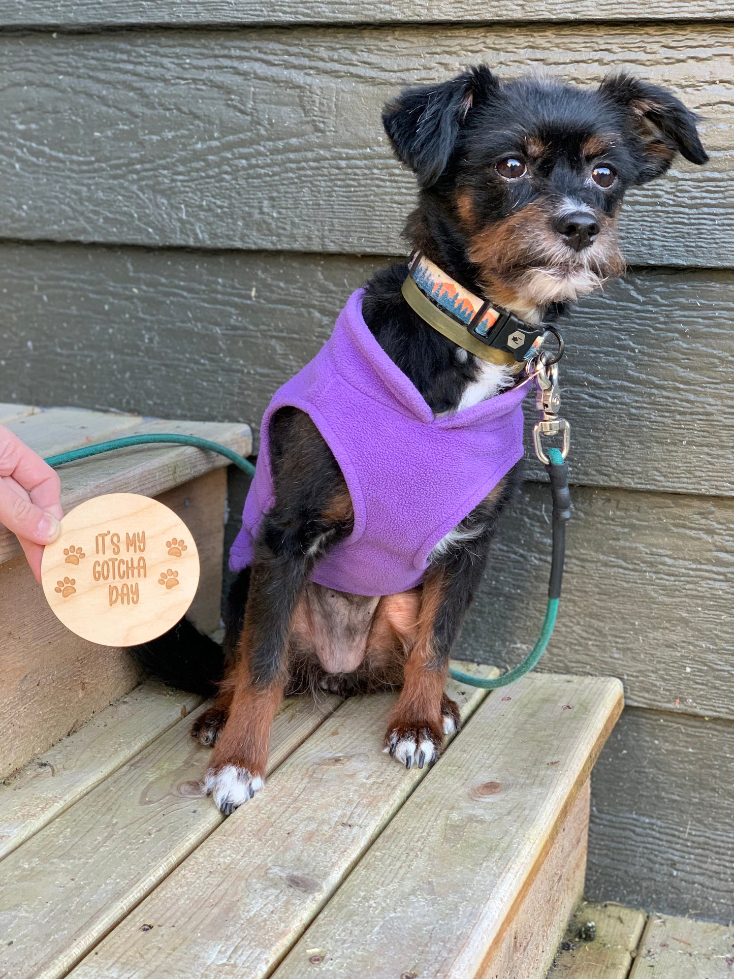 Puppy Gotcha Day Announcement Signs