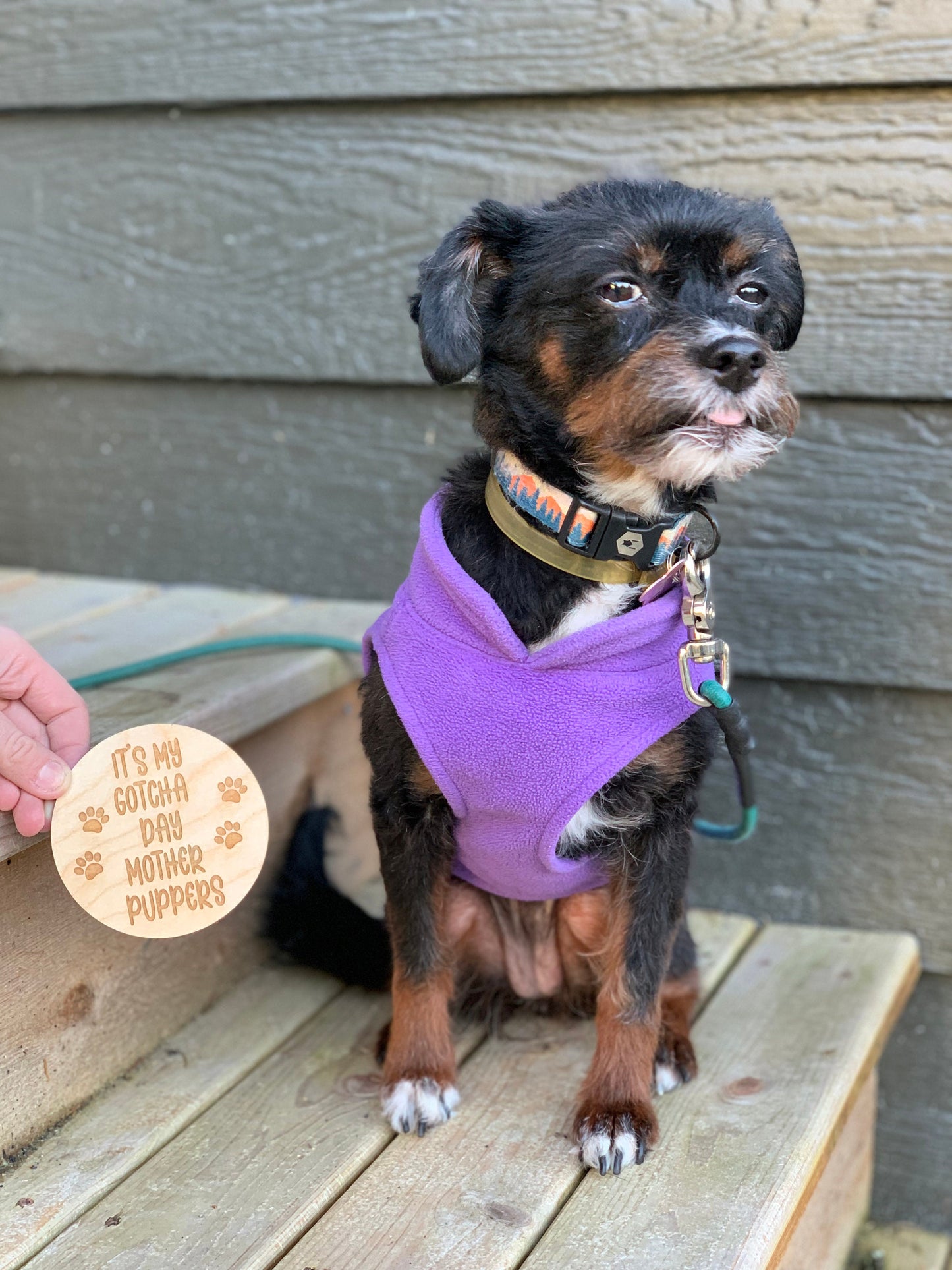 Puppy Gotcha Day Announcement Signs
